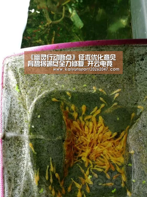 开云真人