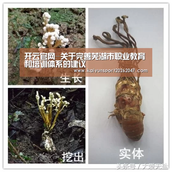 开云真人
