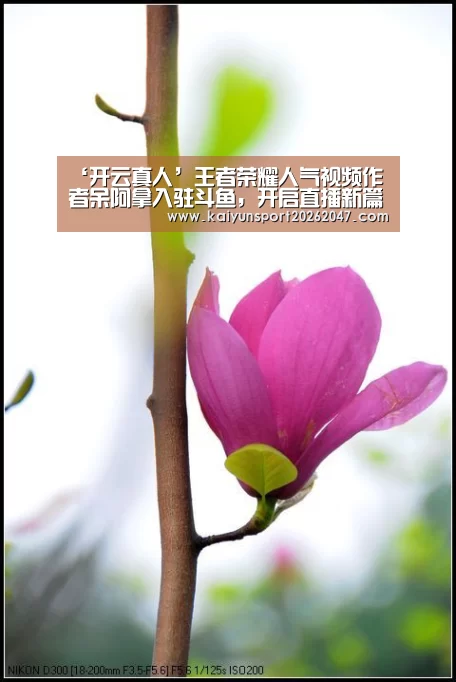 ‘开云真人’王者荣耀人气视频作者呆阿拿入驻斗鱼,开启直播新篇章(图1) 开云真人